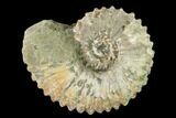 Bumpy Ammonite (Douvilleiceras) Fossil - Madagascar #160370-1